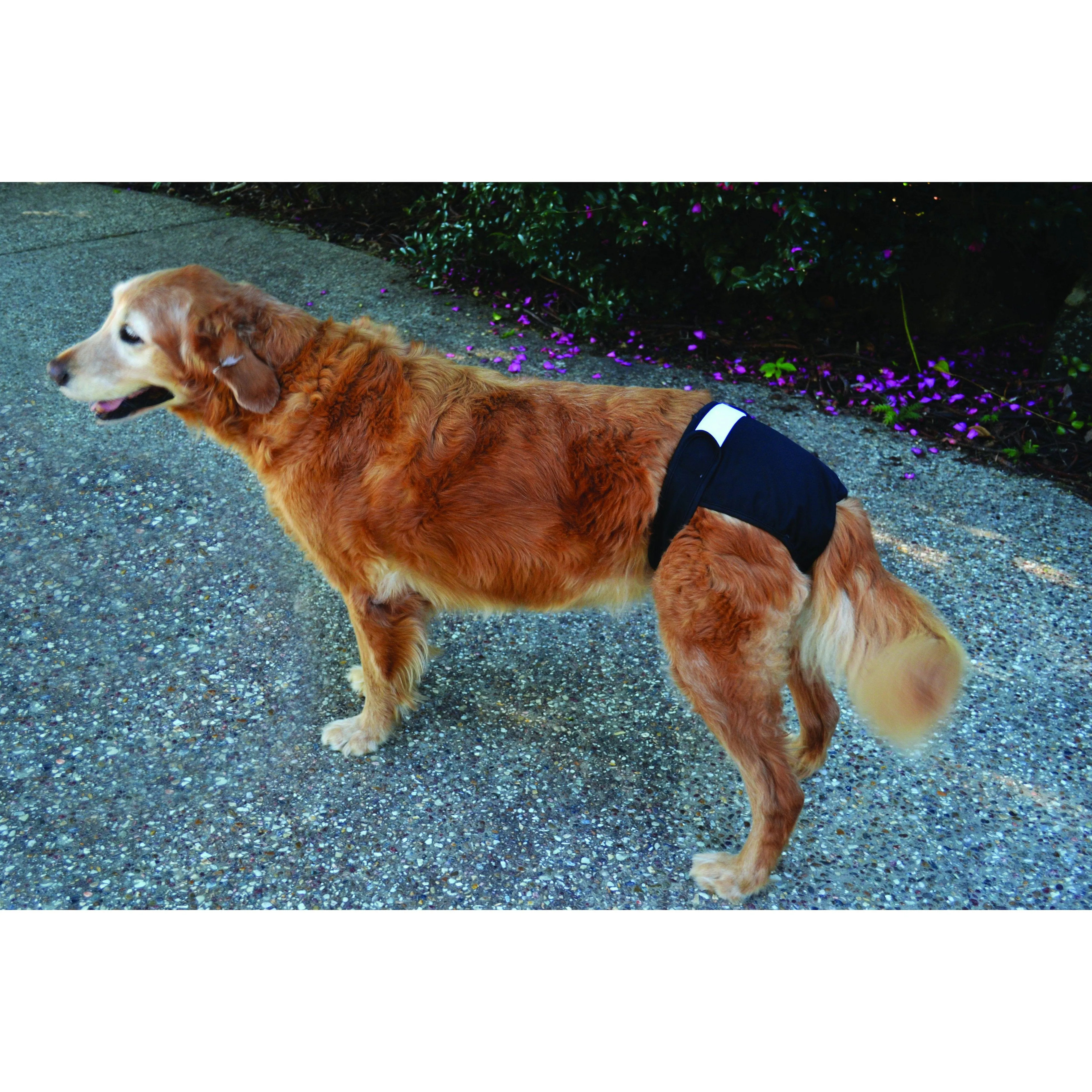 ZeeZ Washable Dog Diaper Medium